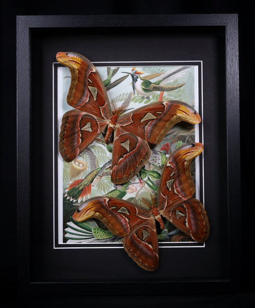 Atlas Moths