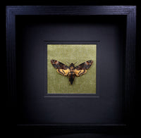 Deaths Head Hawk Moth