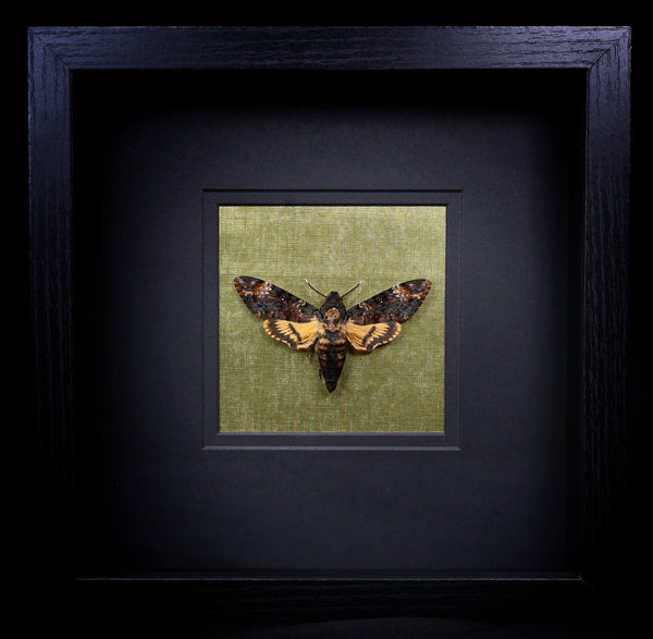Deaths Head Hawk Moth