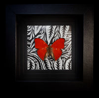 Scalloped Red Flyer