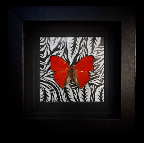 Scalloped Red Flyer