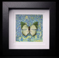 Common Green Charaxes
