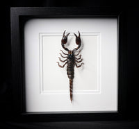 Black Desert Scorpion