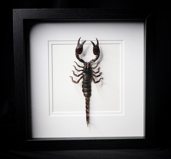 Black Desert Scorpion