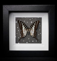 Chain Swordtail Butterfly