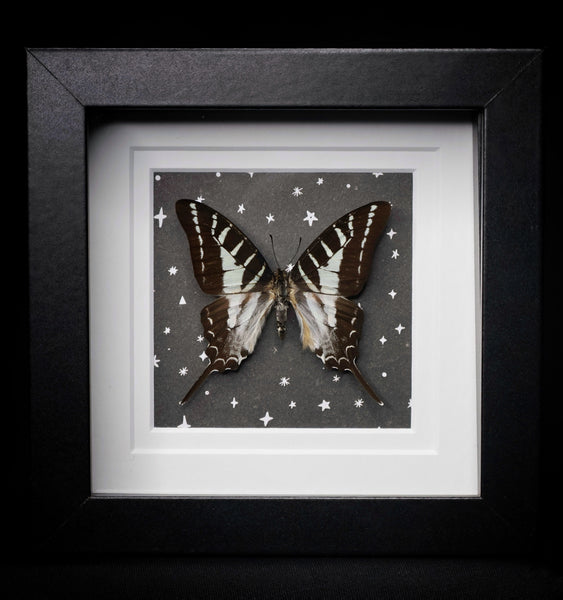 Chain Swordtail Butterfly