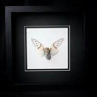 Ghost Cicada
