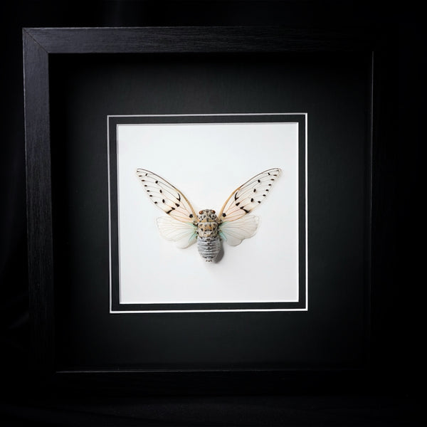 Ghost Cicada