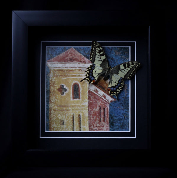 Old World Swallowtail