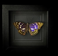 Great Purple Emperor