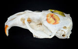 Muskrat Skull