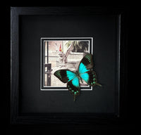 Sea Green Swallowtail