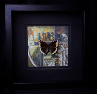 Mourning Cloak Butterfly
