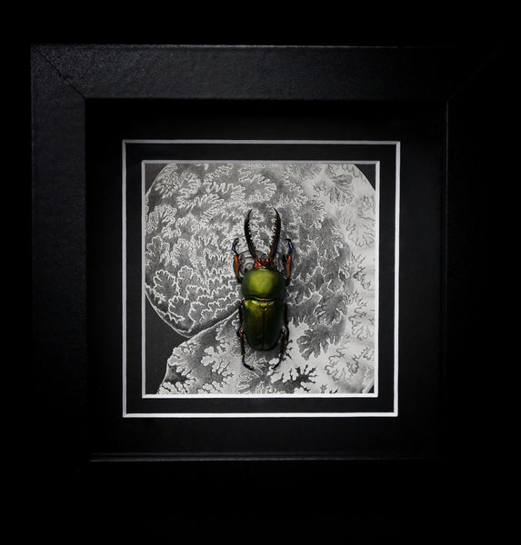 Sawtooth Stag Beetle