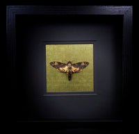 Deaths Head Hawk Moth