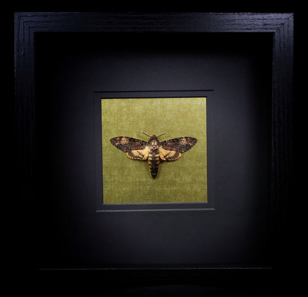 Deaths Head Hawk Moth