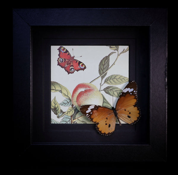 African Queen Butterfly