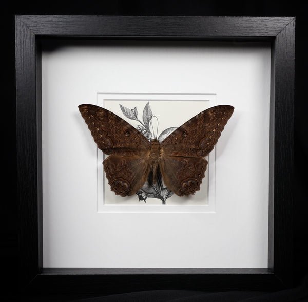 Black Witch Moth