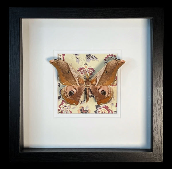 Framed Moth