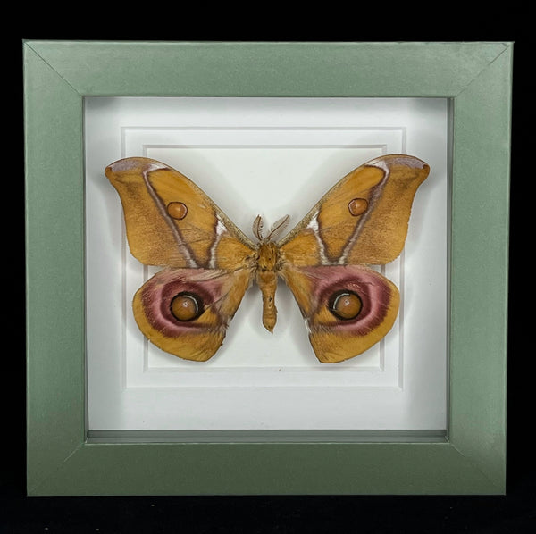 Framed Moth