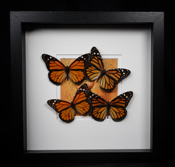 Monarch Butterflies