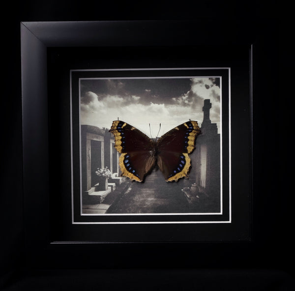 Mourning Cloak Butterfly