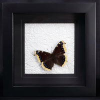 Mourning Cloak Butterfly