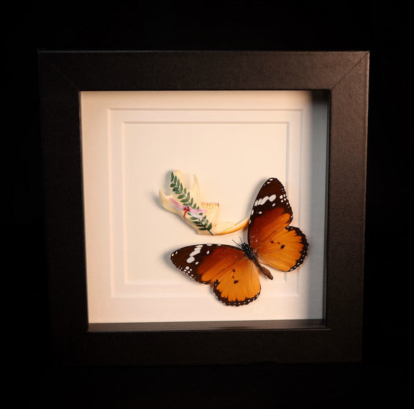 African Queen Butterfly