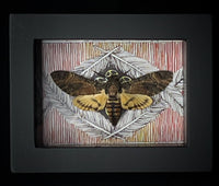 Deaths Head Hawk Moth