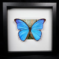 Morpho didius
