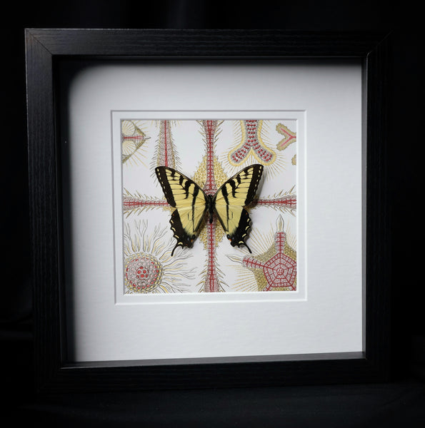 Tiger Swallowtail