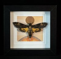 Deaths Head Hawk Moth