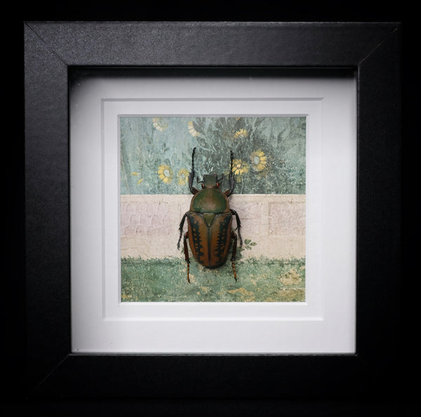 Flower Beetle