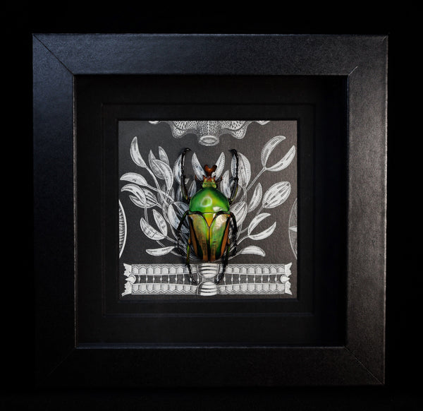 Flower Chafer Beetle