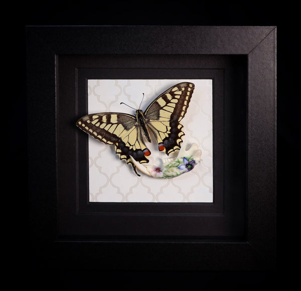 Old World Swallowtail