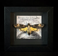 Deaths Head Hawk Moth