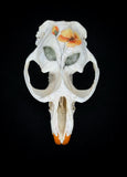 Muskrat Skull