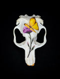 Gopher Skull