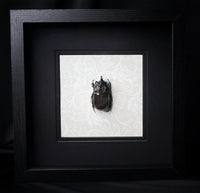 Rhino Beetle
