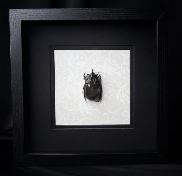 Rhino Beetle