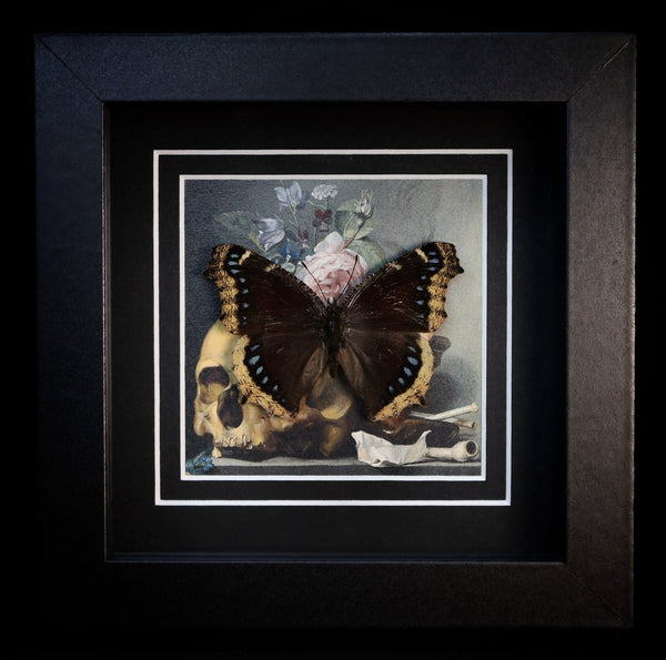 Mourning Cloak Butterfly