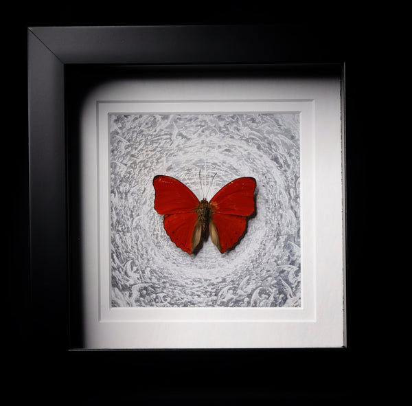 Blood-red Glider
