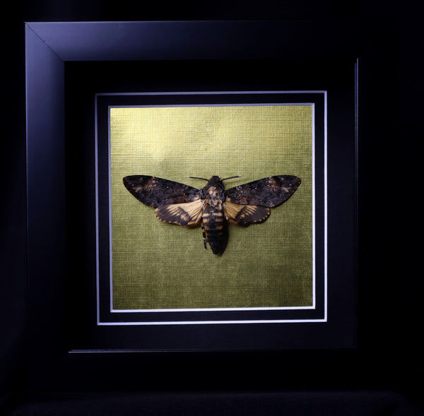 Death’s Head Hawk Moth