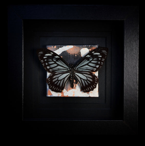 Black Striped Swallowtail w/ painting