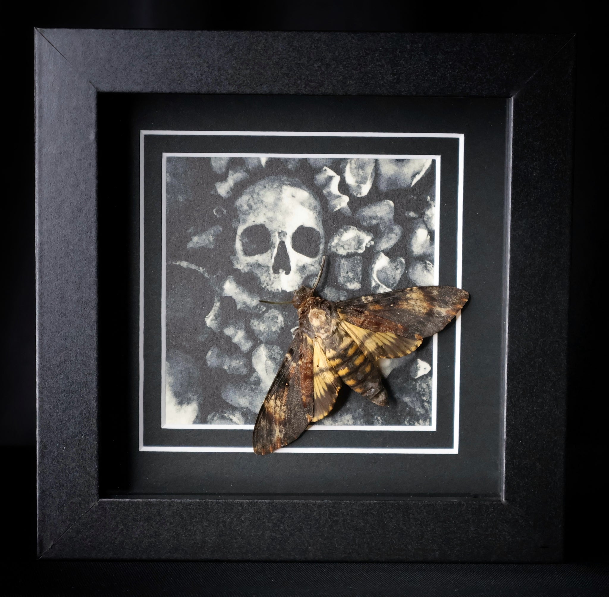 Moths – MyMy Butterfly