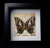 Nawab Butterfly
