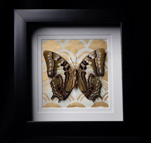 Nawab Butterfly