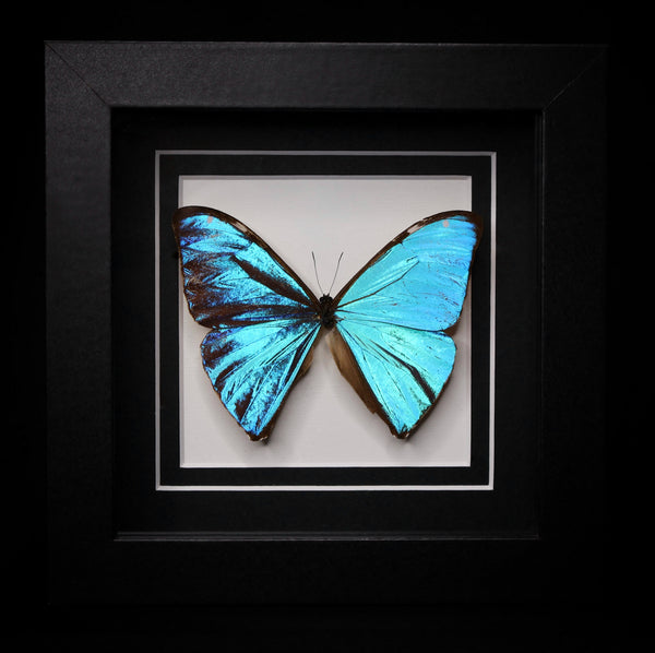 Morpho aega