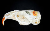 Muskrat Skull