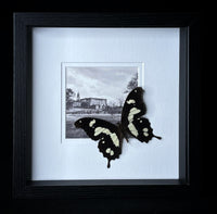 Framed Butterfly